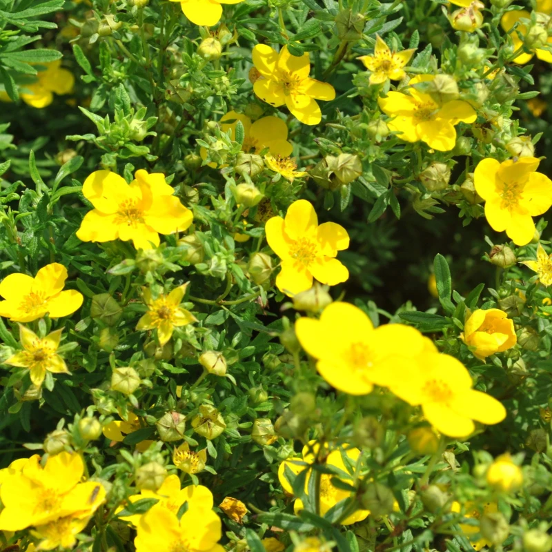 PIĘCIORNIK-potentilla-fruticosa-kobold-2.jpg