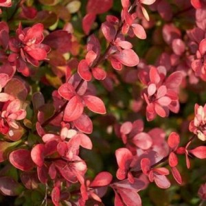 Berberys-Thunberga-Atropurpurea-3.jpg