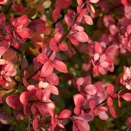 Berberys-Thunberga-Atropurpurea-3.jpg
