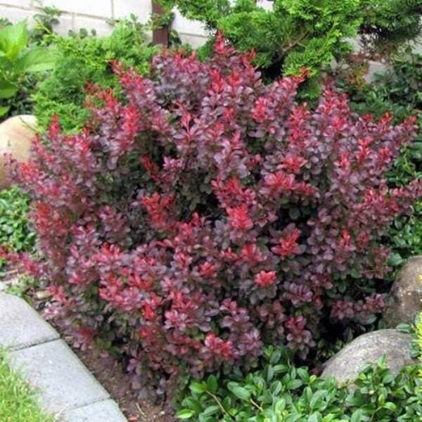 Berberys-Thunberga-Atropurpurea-2.jpg