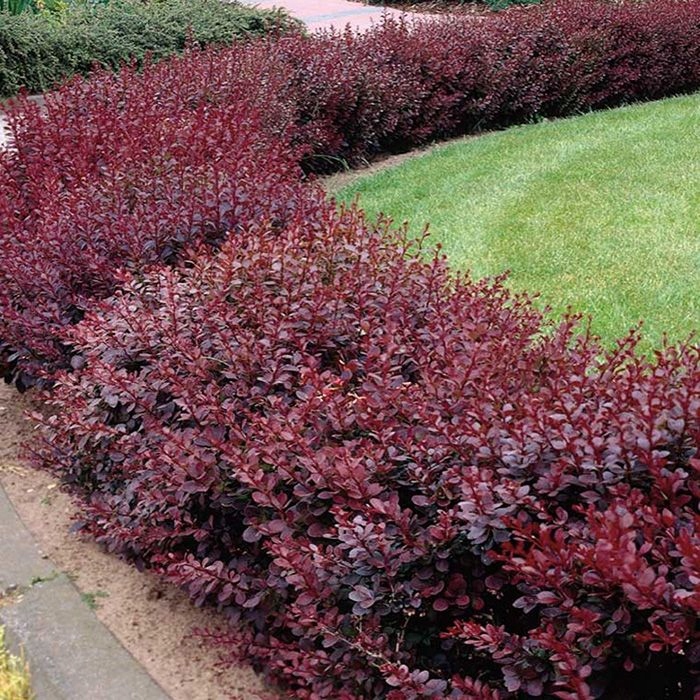 Berberys-Thunberga-Atropurpurea-1.jpg