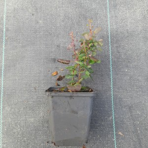 BERBERYS-ATROPURPUREA-2.jpg