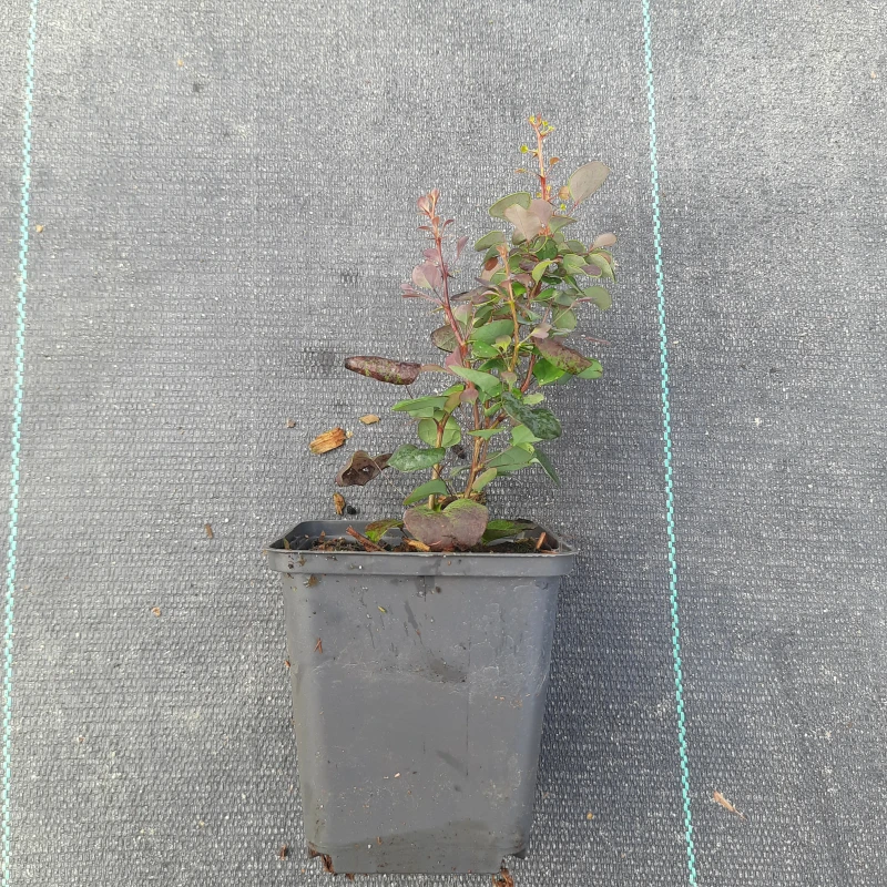 BERBERYS-ATROPURPUREA-2.jpg