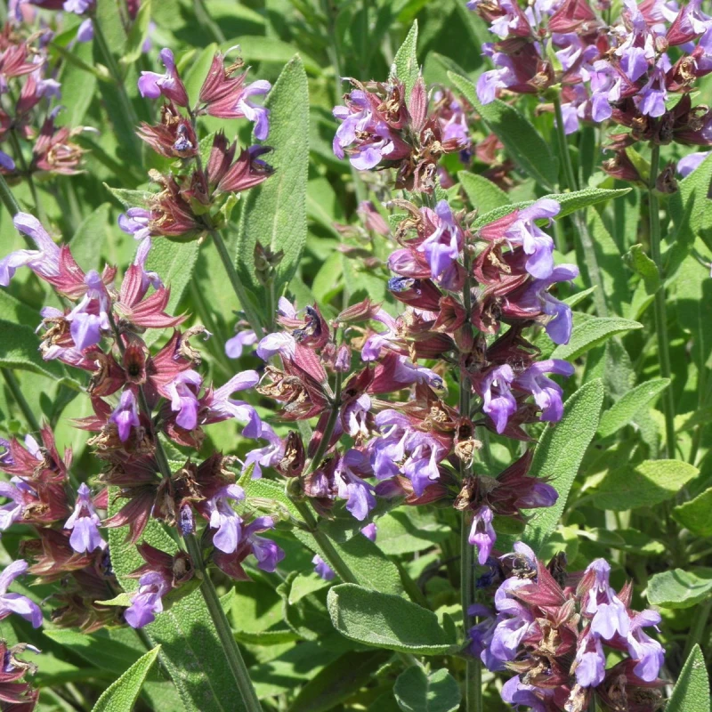szałwia-salvia-officinalis-3.jpg
