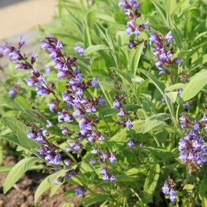 szałwia-salvia-officinalis-4.jpg