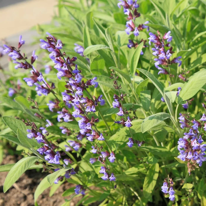 szałwia-salvia-officinalis-4.jpg
