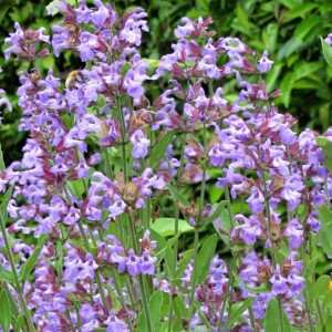 szałwia-salvia-officinalis-2.jpg