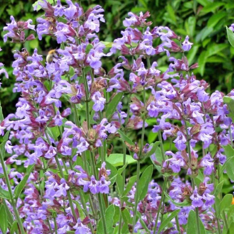 szałwia-salvia-officinalis-2.jpg