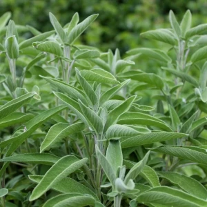 szałwia-salvia-officinalis-1.jpg