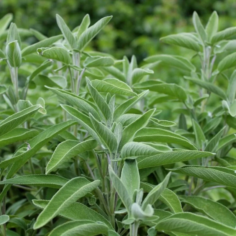 szałwia-salvia-officinalis-1.jpg