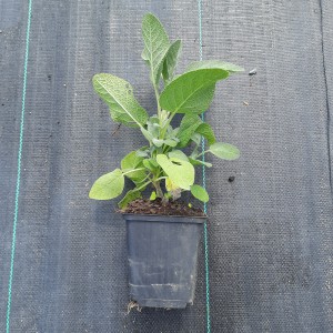 SZAŁWIA-SALVIA-OFFOCINALIS-1.jpg