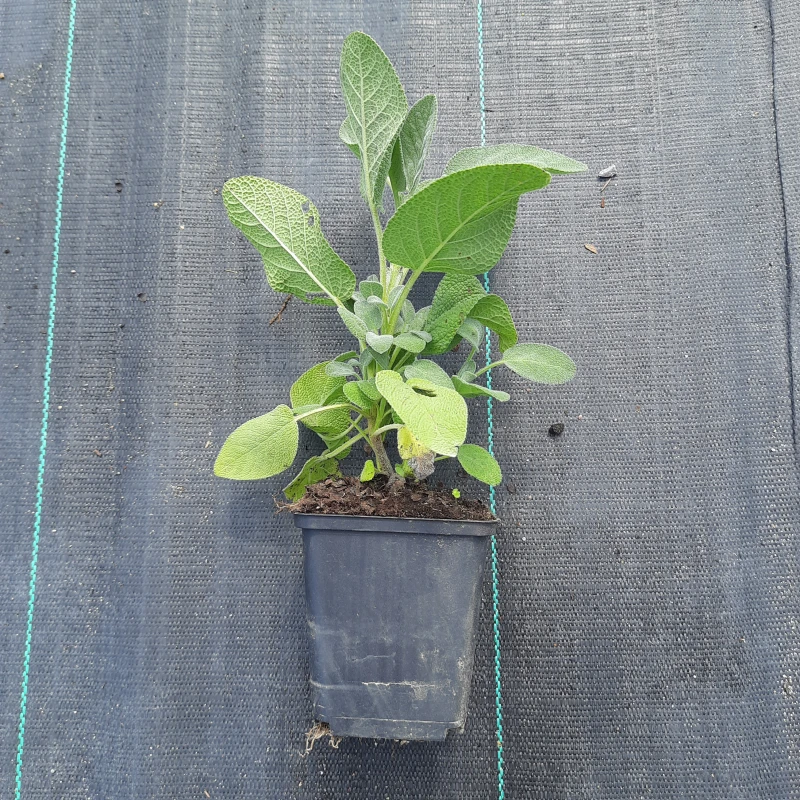 SZAŁWIA-SALVIA-OFFOCINALIS-1.jpg