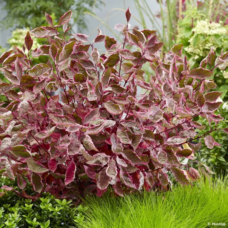 dereń-Cornus-alba-Miracle-Verpaalen02-3.jpg