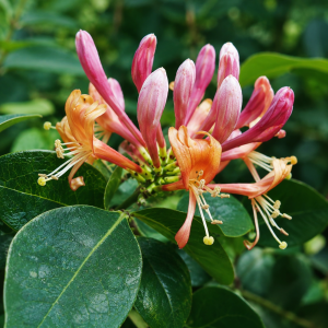 wiciokrzew-lonicera-henryi-2.png