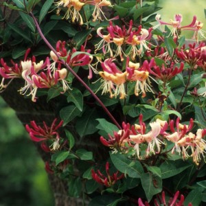 wiciokrzew-lonicera-henryi-2.jpg