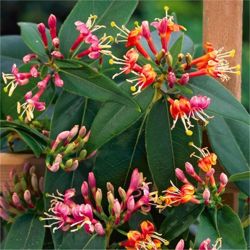 wiciokrzew-lonicera-henryi-1.jpg