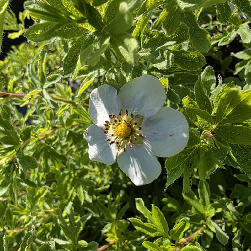 pięciornik-potentilla-snowflake-02.jpg