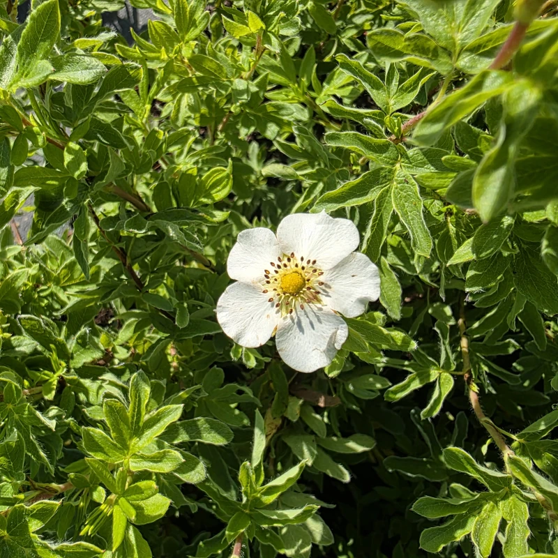 pięciornik-potentilla-snowflake-01.jpg