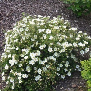 potentilla fruticosa snowflake-3.jpg
