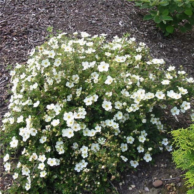 potentilla fruticosa snowflake-3.jpg
