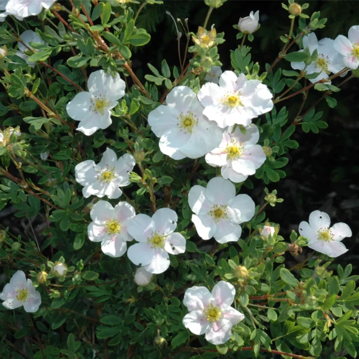 potentilla fruticosa snowflake-2.jpg