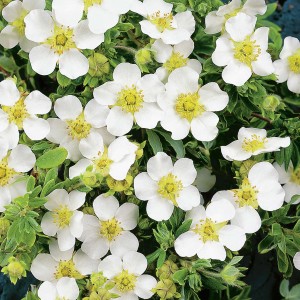 potentilla fruticosa snowflake-1.jpg