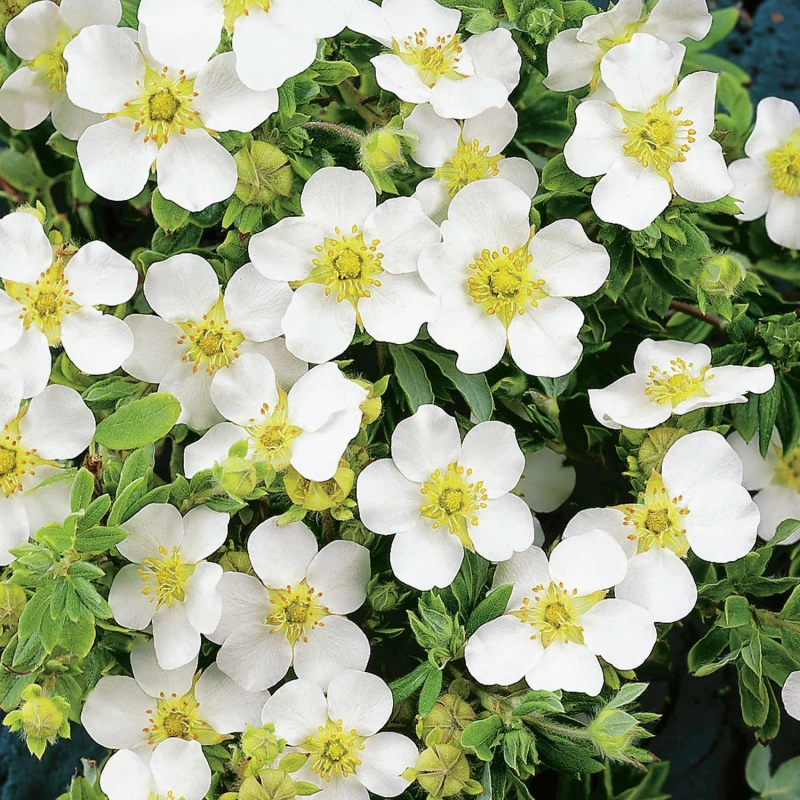 potentilla fruticosa snowflake-1.jpg