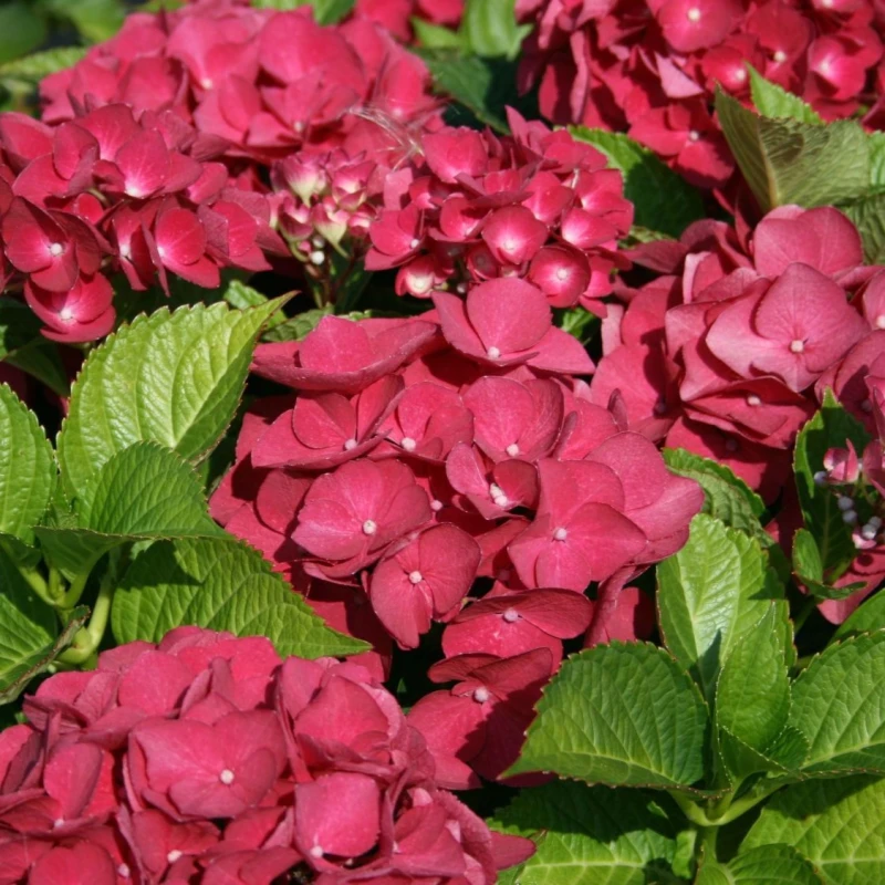 hydrangea-macrophylla-red-baron-4.jpg