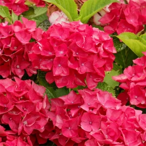 hydrangea-macrophylla-red-baron-5.jpg