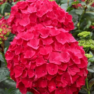 hydrangea-macrophylla-red-baron-2.jpg