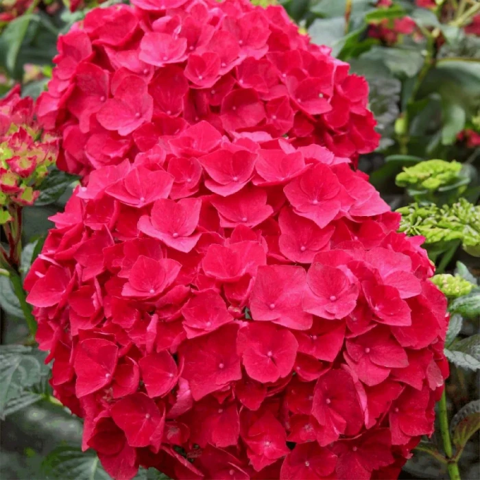 hydrangea-macrophylla-red-baron-2.jpg