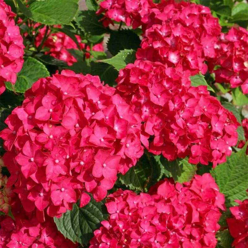 hydrangea-macrophylla-red-baron-1.jpg