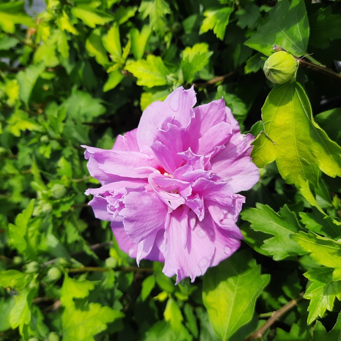 hibiscus-syriacus-ardens-kwiat.jpg