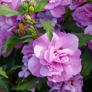 Ketmia-syryjska-Ardens-Hibiscus-syriacus-2.jpg