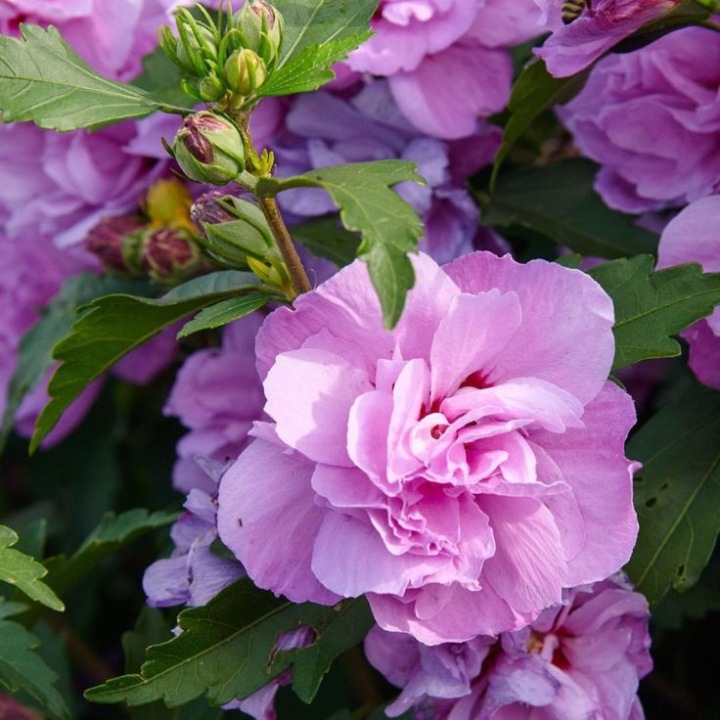 Ketmia-syryjska-Ardens-Hibiscus-syriacus-2.jpg