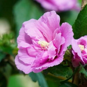 Ketmia-syryjska-Ardens-Hibiscus-syriacus-1.jpg