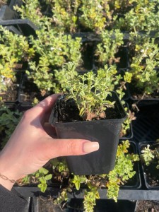 Kocimiętka-Faassena-Alba-Nepeta-faassenii-5.jpg