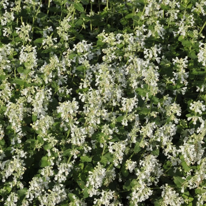 Kocimiętka-Faassena-Alba-Nepeta-faassenii-4.jpg