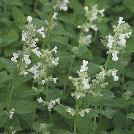 Kocimiętka-Faassena-Alba-Nepeta-faassenii-3.jpg