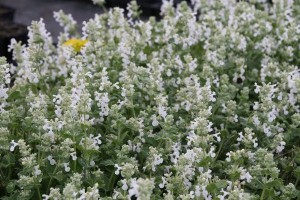 Kocimiętka-Faassena-Alba-Nepeta-faassenii-2.jpg