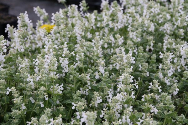 Kocimiętka-Faassena-Alba-Nepeta-faassenii-2.jpg
