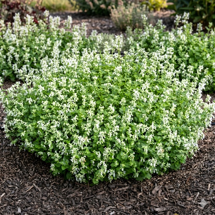 Kocimiętka-Faassena-Alba-Nepeta-faassenii-1.jpg