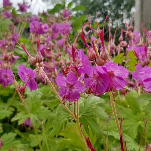 Bodziszek-korzeniasty-Czakor-Geranium-macrorrhizum-4.jpg