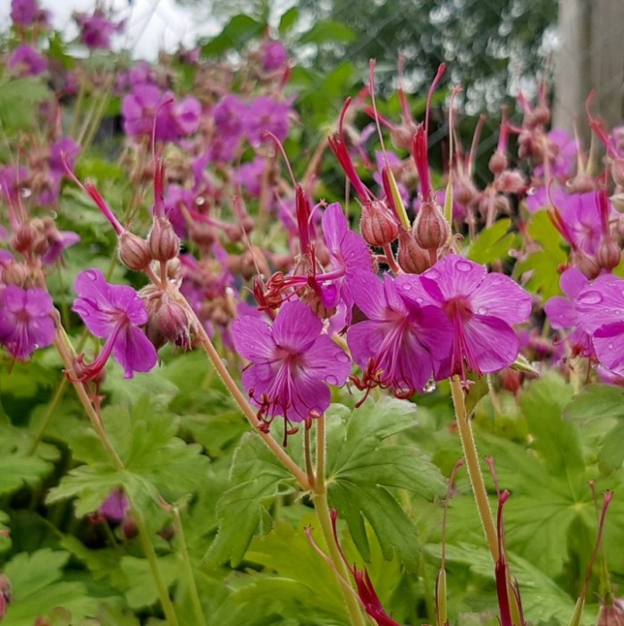 Bodziszek-korzeniasty-Czakor-Geranium-macrorrhizum-4.jpg