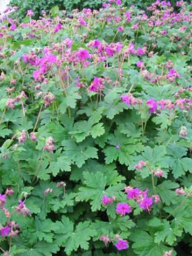 Bodziszek-korzeniasty-Czakor-Geranium-macrorrhizum-3.jpg