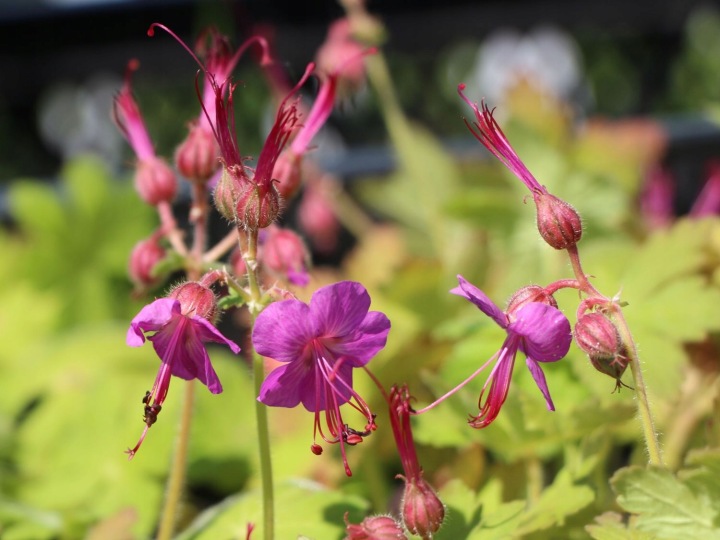 Bodziszek-korzeniasty-Czakor-Geranium-macrorrhizum-2.jpg