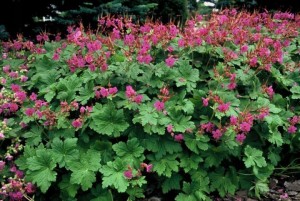 Bodziszek-korzeniasty-Czakor-Geranium-macrorrhizum-1.jpg
