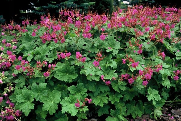 Bodziszek-korzeniasty-Czakor-Geranium-macrorrhizum-1.jpg