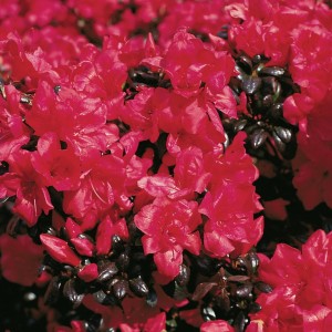 japanse-azalea-maruschka-1674572041.jpg