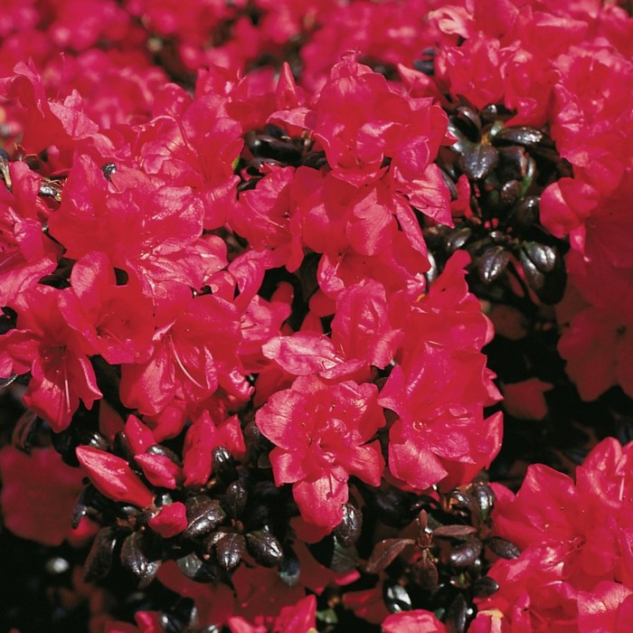 japanse-azalea-maruschka-1674572041.jpg
